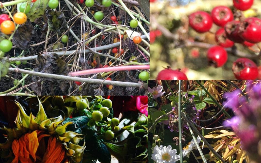A FEAST FOR THE EYES …..